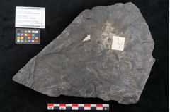Foto (Objekt + Etikett) von Cupanites novae zeelandiae Ettingshausen (NHMW-GEO-2024-0188-10248)